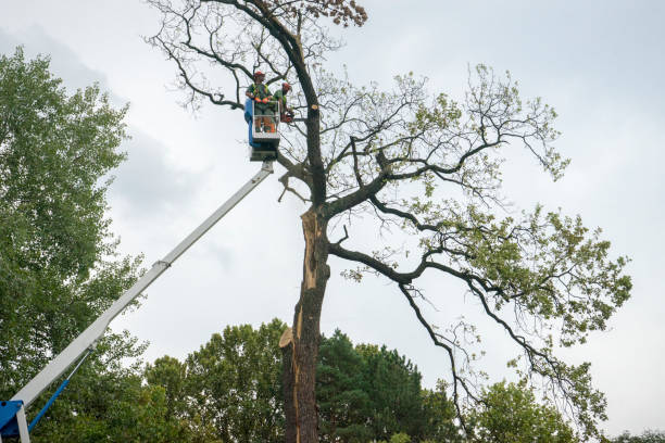 Best Tree Cabling and Bracing  in USA